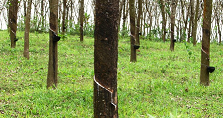 rubber plantation