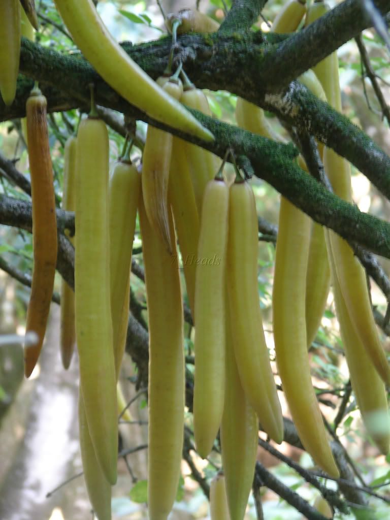 candle stick tree
