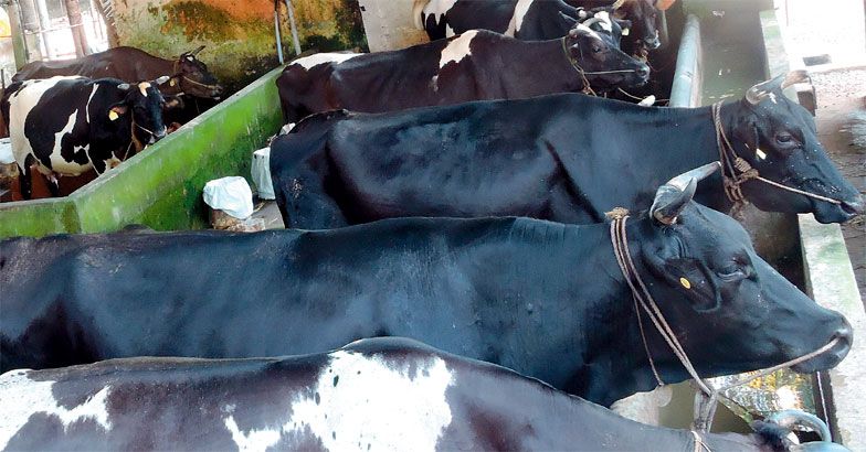 Diary farmers