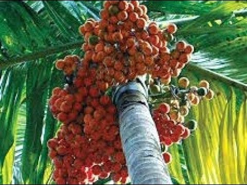 Arecanut