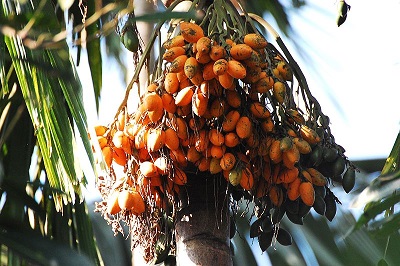 Arecanut
