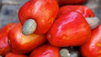 cashew fruit