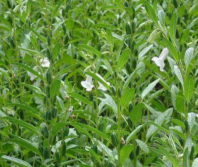 sesame plant