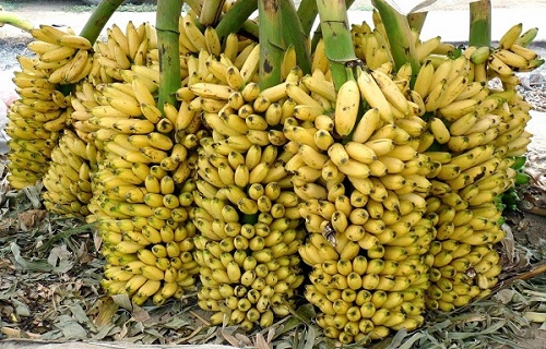njalipoovan