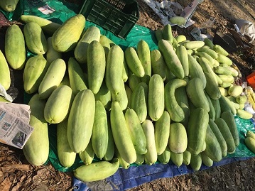 snapmelon