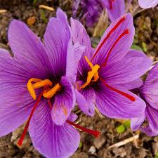 kumkum flower