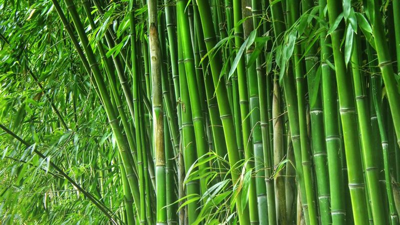 bamboo