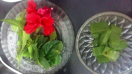 hibiscus