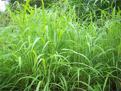 CO3 grass