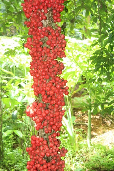 muttipazham