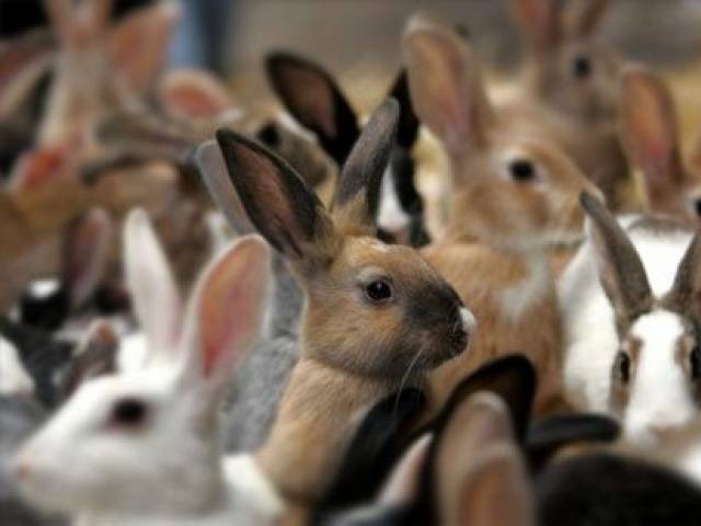 rabbit