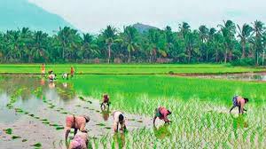 kerala agriculture sector