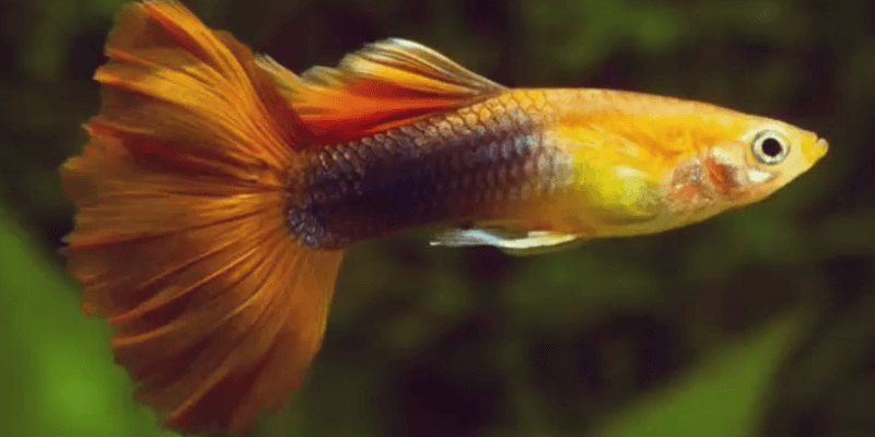 guppy