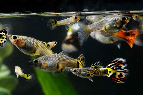 guppy fish