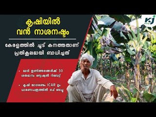 Heavy heat in Kerala causes massive damage to agriculture; Loss to Farmers _ Crop Disaster _ Summer Heat _ Farming _