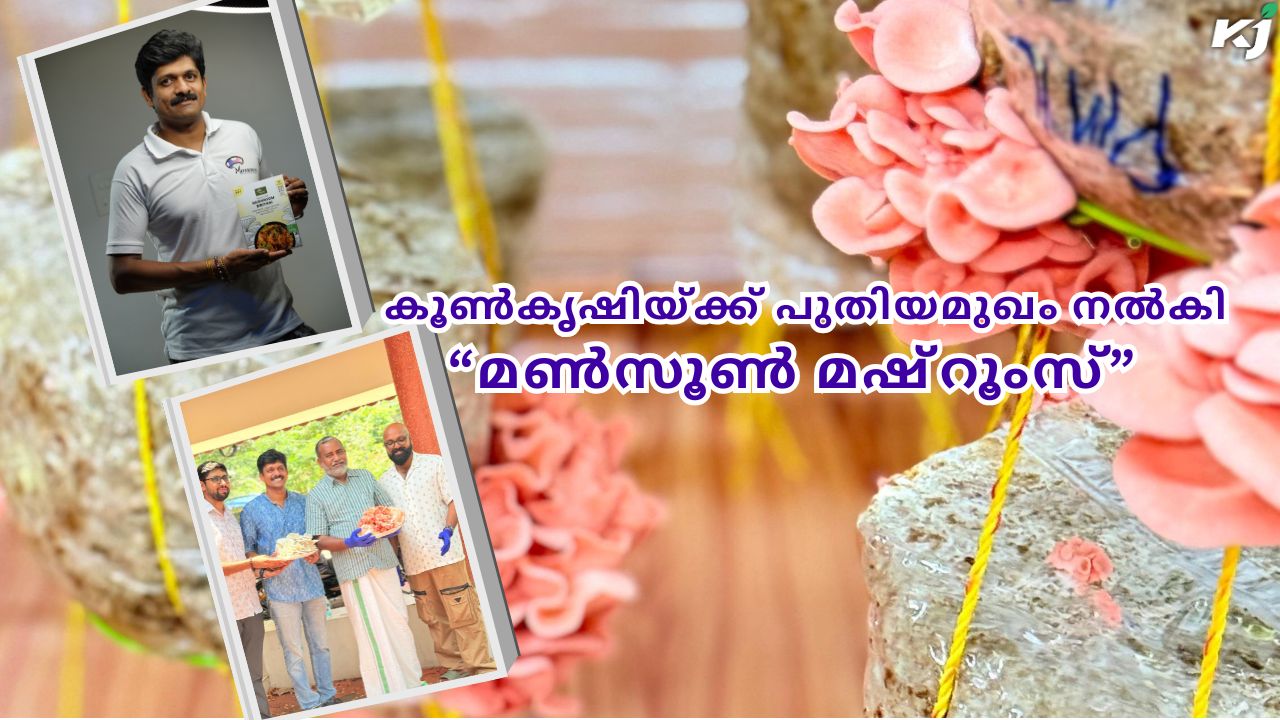 കൂൺകൃഷിയ്ക്ക് പുതിയമുഖം നൽകി “മൺസൂൺ മഷ്‌റൂംസ്”